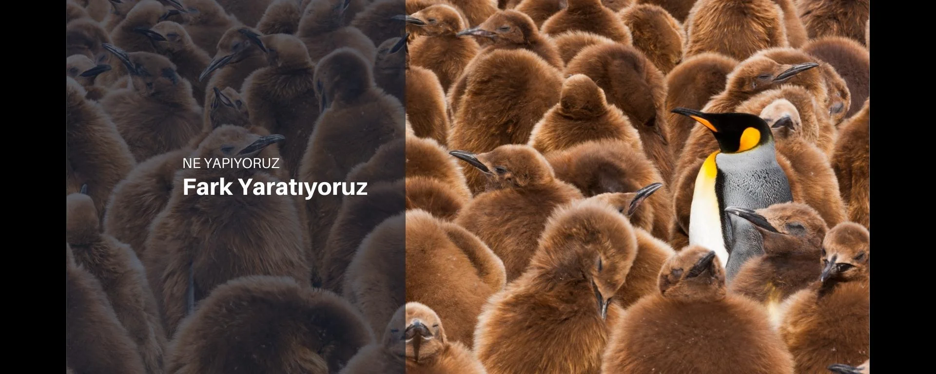 pr ajansı